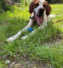 STEVE, Hund, English Pointer in Ueckermünde - Bild 4