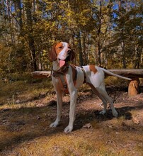 STEVE, Hund, English Pointer in Ueckermünde - Bild 5