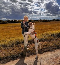 STEVE, Hund, English Pointer in Ueckermünde - Bild 8