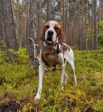 STEVE, Hund, English Pointer in Ueckermünde - Bild 9