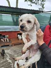 BENNY, Hund, Mischlingshund in Rumänien - Bild 1