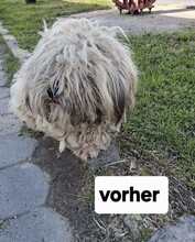 BENNY, Hund, Mischlingshund in Rumänien - Bild 3