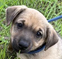 MICKY, Hund, Mischlingshund in Ungarn - Bild 1