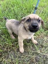 MICKY, Hund, Mischlingshund in Ungarn - Bild 3