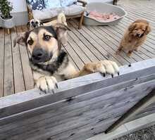 DON, Hund, Mischlingshund in Dießen - Bild 1