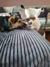 DON, Hund, Mischlingshund in Dießen - Bild 3