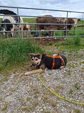 DON, Hund, Mischlingshund in Dießen - Bild 4