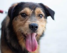 SMARTIE, Hund, Mischlingshund in Rheinbach - Bild 1