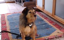 SMARTIE, Hund, Mischlingshund in Rheinbach - Bild 2