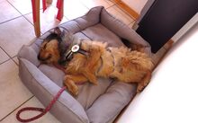 SMARTIE, Hund, Mischlingshund in Rheinbach - Bild 3