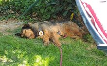 SMARTIE, Hund, Mischlingshund in Rheinbach - Bild 4