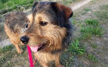 SMARTIE, Hund, Mischlingshund in Rheinbach - Bild 5