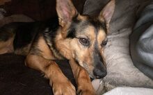 EVA, Hund, Mischlingshund in Rheine - Bild 1