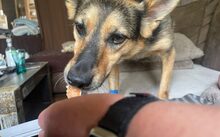 EVA, Hund, Mischlingshund in Rheine - Bild 2