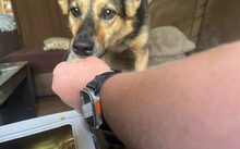 EVA, Hund, Mischlingshund in Rheine - Bild 3