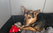 EVA, Hund, Mischlingshund in Rheine - Bild 4