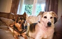 EVA, Hund, Mischlingshund in Rheine - Bild 5