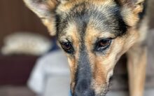 EVA, Hund, Mischlingshund in Rheine - Bild 6