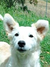 PAOLINO, Hund, Mischlingshund in Italien - Bild 1