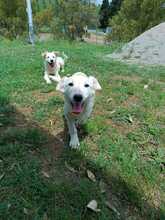 PAOLINO, Hund, Mischlingshund in Italien - Bild 2