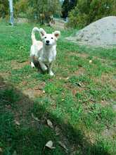 PAOLINO, Hund, Mischlingshund in Italien - Bild 3
