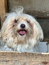 LASKA, Hund, Mischlingshund in Rumänien - Bild 1
