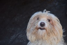 LASKA, Hund, Mischlingshund in Rumänien - Bild 2