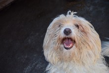 LASKA, Hund, Mischlingshund in Rumänien - Bild 3