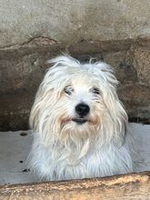 THEMBA, Hund, Mischlingshund in Rumänien - Bild 1