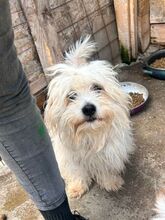 THEMBA, Hund, Mischlingshund in Rumänien - Bild 2