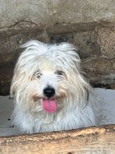 THEMBA, Hund, Mischlingshund in Rumänien - Bild 3