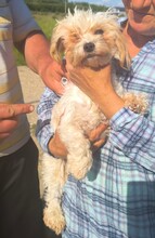 BETTY, Hund, Mischlingshund in Rumänien - Bild 1