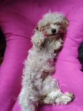 BETTY, Hund, Mischlingshund in Rumänien - Bild 3
