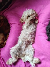 BETTY, Hund, Mischlingshund in Rumänien - Bild 6
