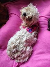 BETTY, Hund, Mischlingshund in Rumänien - Bild 7