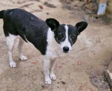 ULLA, Hund, Mischlingshund in Laubach - Bild 1