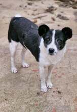ULLA, Hund, Mischlingshund in Laubach - Bild 2