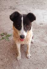 ULLA, Hund, Mischlingshund in Laubach - Bild 3
