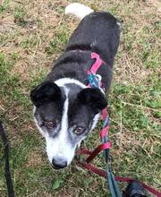 ULLA, Hund, Mischlingshund in Laubach - Bild 4