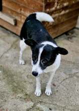 ULLA, Hund, Mischlingshund in Laubach - Bild 5