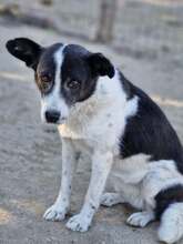 ULLA, Hund, Mischlingshund in Laubach - Bild 6