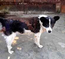 ULLA, Hund, Mischlingshund in Laubach - Bild 7