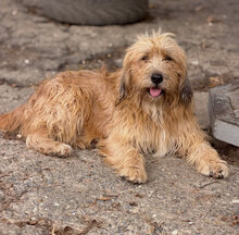 BENJI, Hund, Mischlingshund in Schrozberg