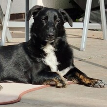 ANNI, Hund, Mischlingshund in Rheda-Wiedenbrück - Bild 1