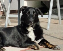 ANNI, Hund, Mischlingshund in Rheda-Wiedenbrück - Bild 10