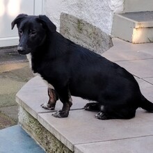 ANNI, Hund, Mischlingshund in Rheda-Wiedenbrück - Bild 2