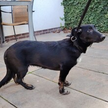 ANNI, Hund, Mischlingshund in Rheda-Wiedenbrück - Bild 3