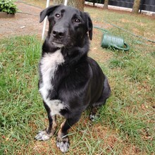 ANNI, Hund, Mischlingshund in Rheda-Wiedenbrück - Bild 8