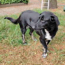 ANNI, Hund, Mischlingshund in Rheda-Wiedenbrück - Bild 9