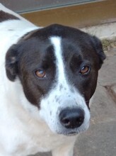 LAIKA, Hund, Mischlingshund in Italien - Bild 1